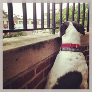 Maddie Dog's view from our new digs.