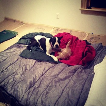 Maddie dog takes to Stacy's bed. 